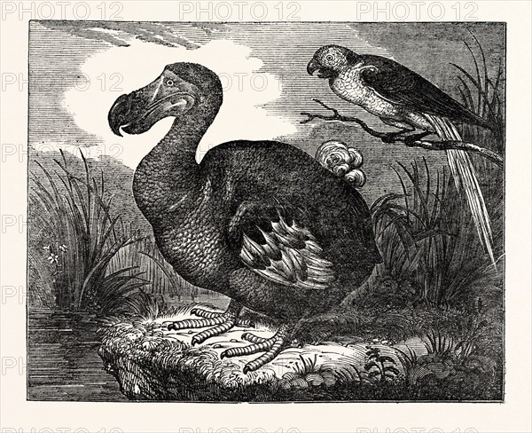 THE DODO