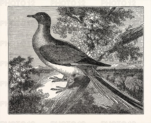 Passenger-Pigeon