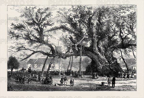 THE COWTHORPE OAK, NEAR WETHERBY, THE OLDEST OAK IN ENGLAND