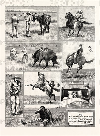 MY FIRST AND LAST EXPERIENCE OF A BRONCHO: 1. "Well, sir, I guess there ain't a quieter lot of bronchos in Manitoba."; 2. Missed!; 3. Caught! the pick of the band; 4. I bargain to have him thoroughly broken; 5. "Sold! Both of them!"; 6. Thoroughly broken; 7. Oh!; 8. The consequence