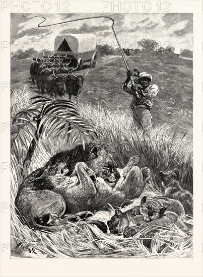 A RUDE AWAKENING: AN INCIDENT OF SOUTH AFRICAN TRAVEL, "Raising his giant ox-whip, he brought it down amongst them with a succession of cracks that rivalled the report of a shore-shooter's duck-gun"