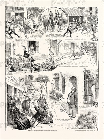 THE "GALUMBO," A POPULAR SPORT IN SPAIN; And the sport is started in the principal square, a long rope attached to the Bull's horns, to which men tail on, keeps him (in a degree) under control; A young Bull, escorted by a couple of trained "Cabestros" or bullocks, is brought into the town from the country; And the Amateur Bullfighter is in his glory; Sometimes the rope breaks and a general stampede takes place; To the agile this does not matter much; But to those no longer so it is far from amusing; Nor is he a welcome addition to a party sitting outside a cafe; So most people are glad when he finds his way back into the country