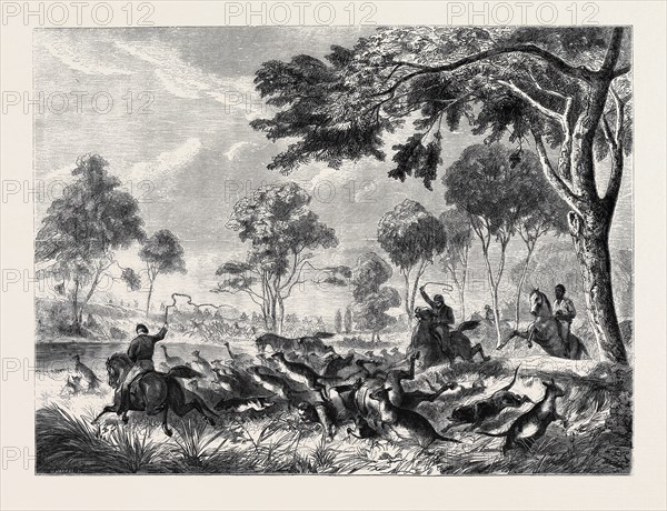 SKETCHES IN AUSTRALIA: KANGAROO HUNTING