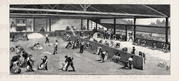 SCENE AT AN AUSTRALIAN SHEEP STATION, COLLAROY, NEW SOUTH WALES: SHEARING THE SHEEP