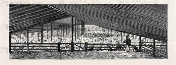 SCENE AT AN AUSTRALIAN SHEEP STATION, COLLAROY, NEW SOUTH WALES: THE DRYING FLOOR IN THE SHEARING SHED, CONTAINING 1500 SHEEP, ONE DAY'S SHEARING