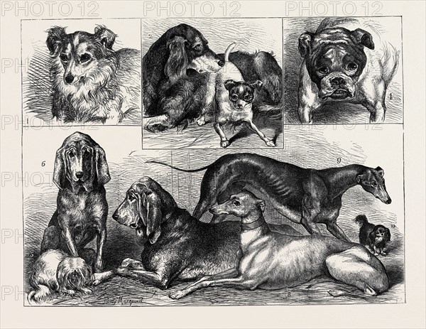 PRIZE DOGS AT THE CRYSTAL PALACE SHOW: 1. "MYRTLE," SHEEPDOG, SECOND PRIZE; 2. "LANG," SETTER, FIRST PRIZE; 3. "SPOT," FOX-TERRIER, FIRST PRIZE; 4. "AJAX," BULLDOG, FIRST PRIZE; 5. "MOPSY," MALTESE, FIRST PRIZE; 6. "DINGLE," BLOODHOUND (FEMALE), FIRST PRIZE; 7. "ROSWELL," BLOODHOUND (MALE), FIRST PRIZE; 8. GREYHOUND (FEMALE), FIRST PRIZE; 9. GREYHOUND (MALE), FIRST PRIZE; 10. "CHARLIE," KING CHARLES' SPANIEL, SECOND PRIZE