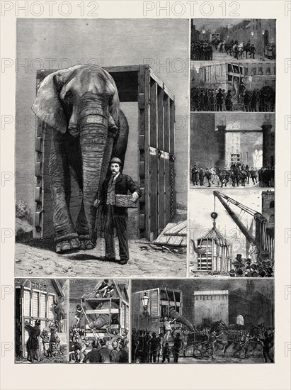 THE REMOVAL OF JUMBO, ON THE WAY TO THE DOCKS: 1. Through his Box at Last; 2. Visitors Inscribing Names on the Box as Having Called; 3. Jumbo Objects to the Irons; 4. At the Park Gates: jumbo Drives Himself; 5. Albany Street: "Guard Turn Out"; 6. En Route; "Jumbo's Old Lady"; 7. Entering St. Katherine's Dock; 8. In Mid-Air: Being Lowered into the Barge.