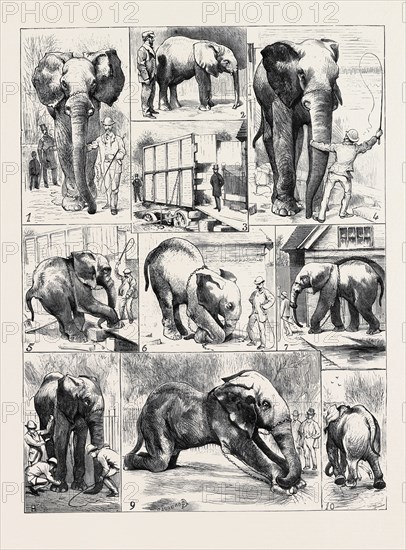 THE ATTEMPTED REMOVAL OF "JUMBO" FROM THE ZOOLOGICAL GARDENS: 1. "Jumbo" En Route from his House to his Box; 2. "Jumbo" as a Youngster; 3. "The Box"; 4. "Jumbo" Doesn't Seem to See It: Scott loq.: " Come Over."; 5. A Good Beginning, but that's all; 6. An Appeal; 7. To all appearances "Jumbo's" Last Exit from his own Grounds, Sunday Morning, 6.15 A.M., February 19; 8. Overhauling the "Bracelets" before Leaving the Gardens; 9. "Jumbo" Declines to Move: Scene Outside the Gardens; 10. "Jumbo" Wins: The Return to His Loved Quarters