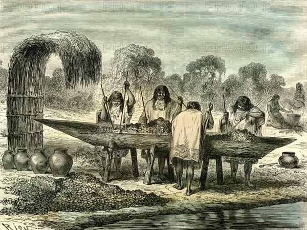 Oil production of turtle eggs by Conibos, 1869, Peru