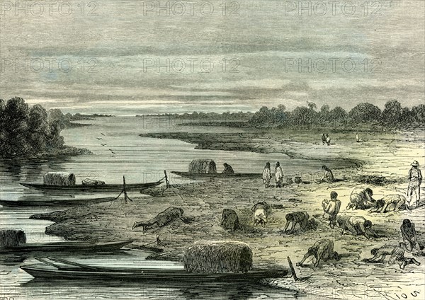 Searching for turtle eggs, 1869, Peru