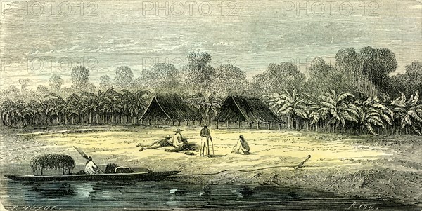 Banana trees, 1869, Peru