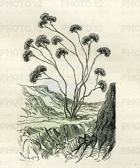 Heliotrope Aphylle, 1869, Peru