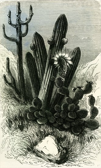 Cereus Candelaris and Opuntia, 1869, Peru
