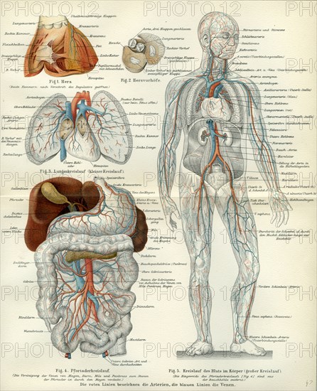 Blood vessels, 19th century, medical, biology, human body, intestines