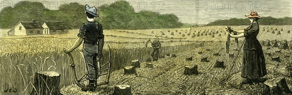 Canada, Wheat Harvest in new land, 1880
