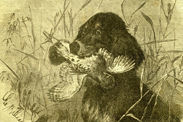 Dog, Bird, Hunt, 1891, Austria