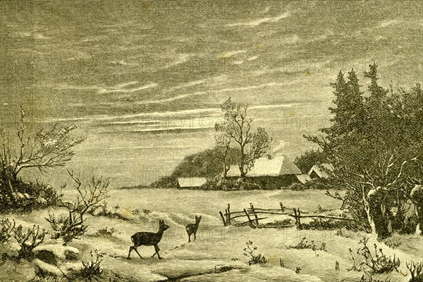 Winter Time, Deer, Austria, 1891