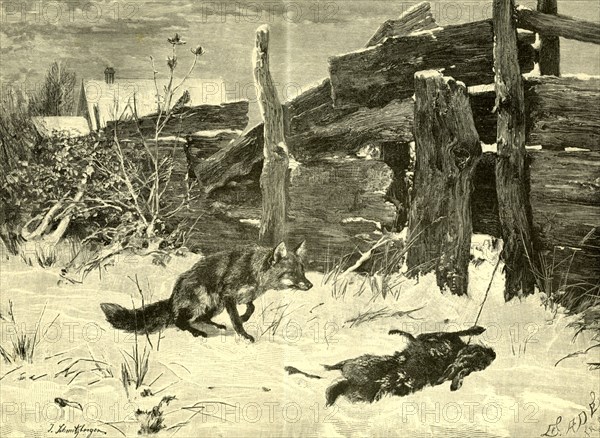 Fox, Hunt, Austria, 1891