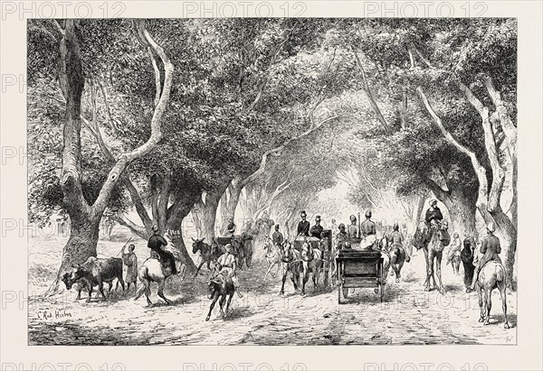 The avenue at Shoobra,  Egypt, engraving 1879