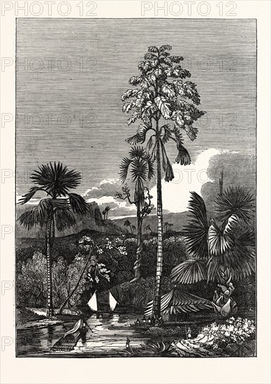 THE TALAPAT PALM