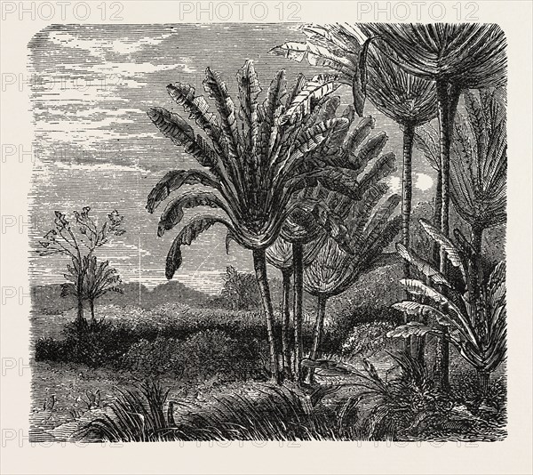 THE TRAVELLERS TREE (Urania speciosa).
