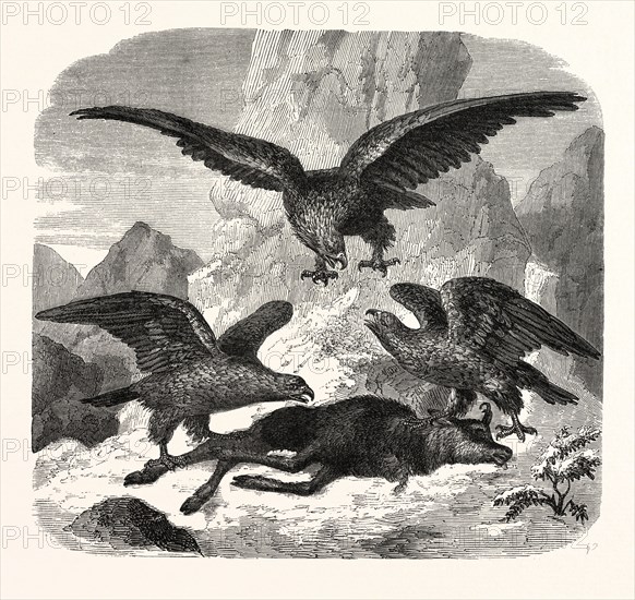 Eagles fighting over a chamois. Mountains. engraving 1855