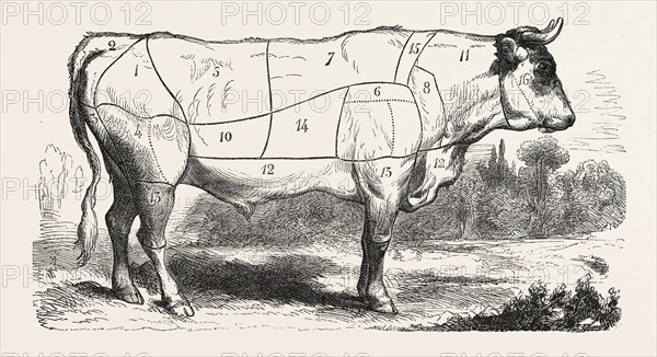 Tax butchery Paris. Division by categories of beef. France. Engraving