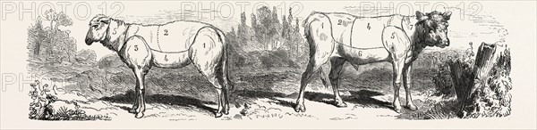 Division sheep (left) Division calf (right). engraving 1855