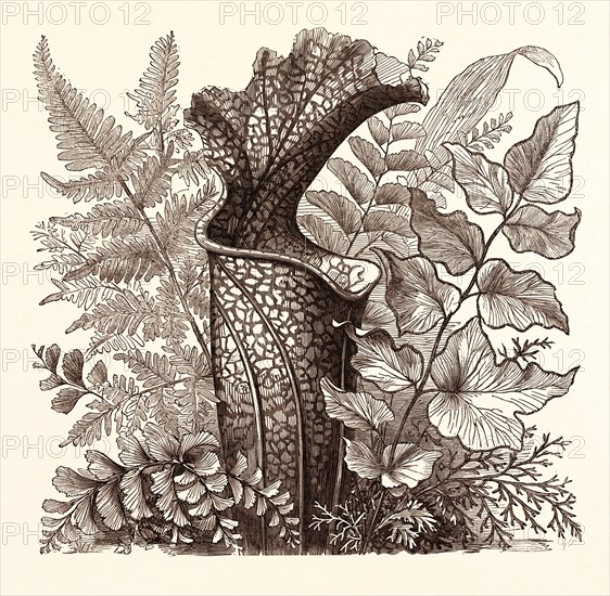 JANUARY. Pteris argentea. Andiantum formosum. Sarracenia Drummondi. Adiantum cultratum. Pteris macrophyllus. Dania diversifolia.