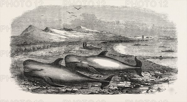 SHOAL OF WHALES IN THE SOLWAY FIRTH, 1855