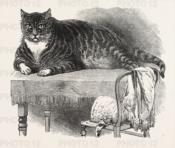 LARGE CAT, 1850. This noble specimen of the Cat is domesticated at No. 175, Oxford Street, London. He is a beautifully marked Tabby, and is very docile. He weighs 25.75 lb.; and measures 27 inches round the body, and 36.5 inches from the tip of the tail to the end of the nose; height, 11.5 inches to the top of the shoulders.