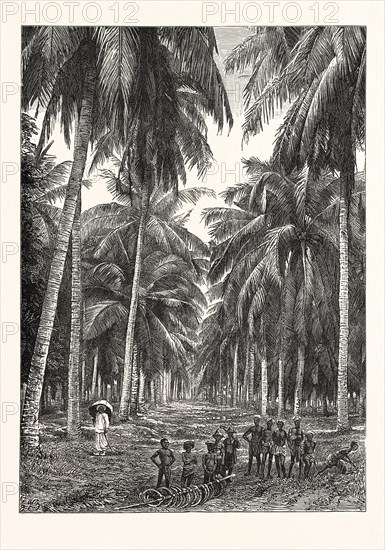 COCOA-NUT PLANTATION IN CEYLON, SRI LANKA