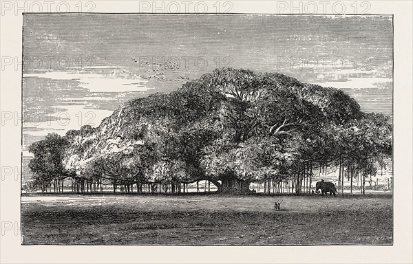 THE GREAT BANYAN TREE (FICUS INDICA) IN THE BOTANICAL GARDENS, CALCUTTA, INDIA