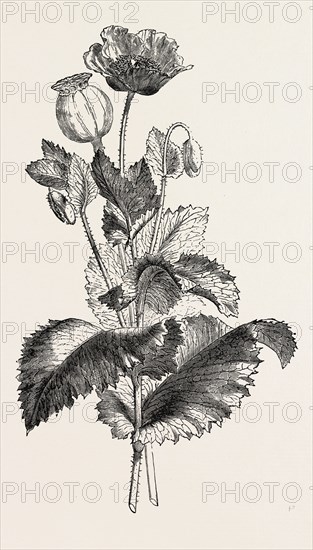 THE OPIUM POPPY (Papaver somniferum)