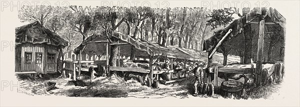 Franco-Prussian War: Refuges in the Jardin des Plantes in Paris for the nutrition of cattle, France