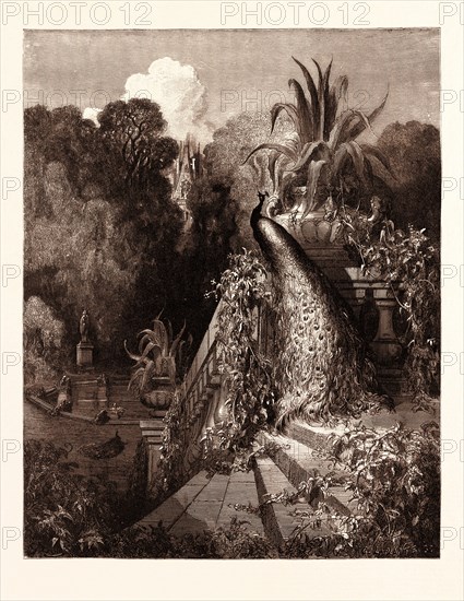 THE PEACOCK COMPLAINING TO JUNO, BY Gustave Doré. Dore, 1832 - 1883, French. Engraving for Fables by Jean de la Fontaine. 1870, Art, Artist, romanticism,colour, color engraving.