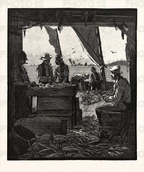 PREPARING FISH FOR MARKET, CANADA, NINETEENTH CENTURY ENGRAVING