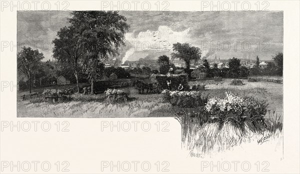 HARVESTING NEAR OSHAWA, CANADA, NINETEENTH CENTURY ENGRAVING