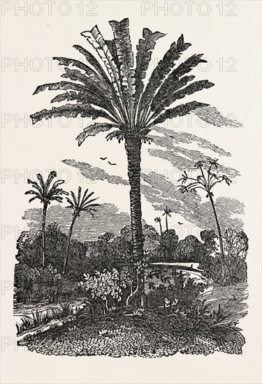 THE FAN-PALM, fan palm