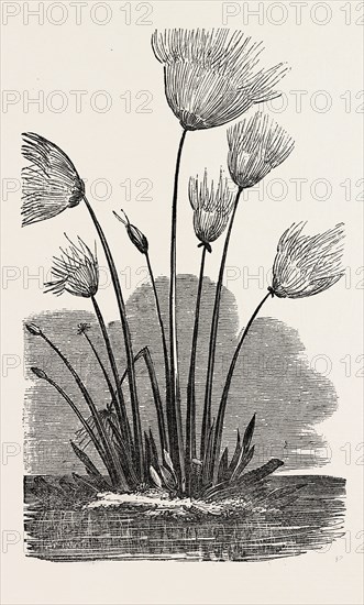 THE CYPERUS PAPYRUS.