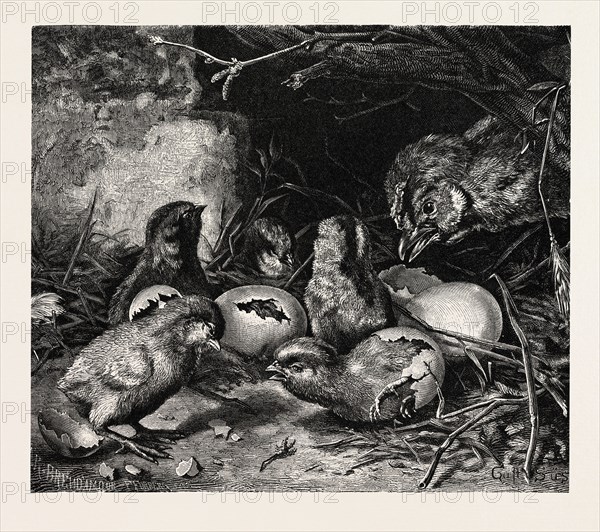 AN INTERESTING CRISIS. GUSTAVE SÃúS