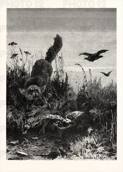 ALMOST A DINNER! AFTER GUIDO VON MAFFEI. Fox, bird, birds