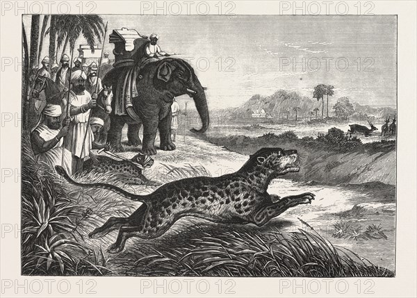 SPORT IN INDIA, HUNTING ANTELOPES WITH THE CHEETAH, ENGRAVING 1876. Antelope, animal, big cat, wild cat