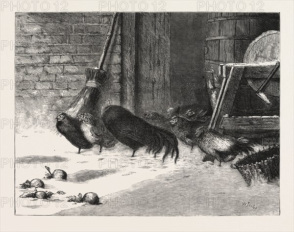 WAITING FOR A BREAK. ENGRAVING 1876, CHICKEN, CHICKENS, BIRD, BIRDS, FOWL, FOWLS