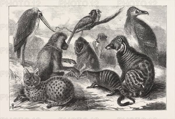 LIEUTENANT CAMERON'S ADDITIONS TO THE ZOO, YOUNG WILD CAT, ANGOLA VULTURE, MANDRIL, ICHNEUMON, CIVET CAT, BABOONS, MARABOU STORK, COLIUS CUSTANONOLUS, ENGRAVING 1876, UK, britain, british, europe, united kingdom, great britain, european