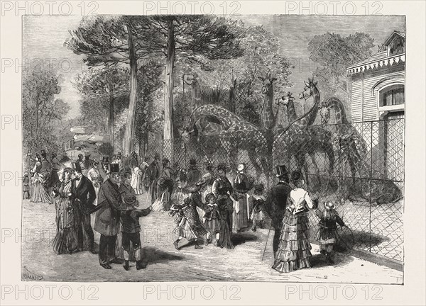 THE GIRAFFES IN THE JARDIN D'ACCLIMATATION, PARIS, FRANCE, ENGRAVING 1876