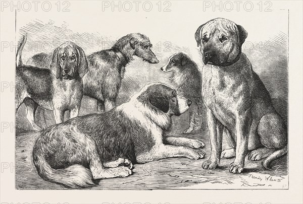 WINNERS AT THE DOG SHOW OF THE KENNEL CLUB, AT THE CRYSTAL PALACE, LONDON, Mr. E. Reynolds Ray's Bloodhound, " Baron." Mr. C. T. Harris's Mastiff, "Shah." Rev. G. A. Sneyd's Rough-coated St. Ballard, " Hector. ', ENGRAVING 1876, UK, britain, british, europe, united kingdom, great britain, european