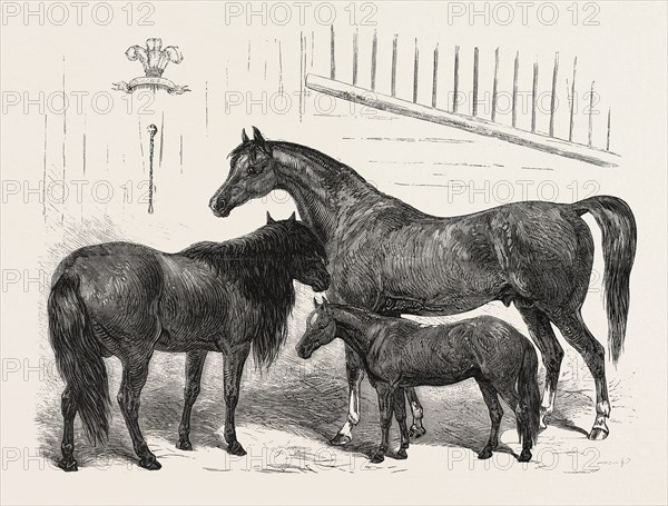 THE PRINCE OF WALES INDIAN HORSES AT THE AGRICULTURAL HALL HORSE SHOW. CABULEE, NAWAB, HUSSAR, ENGRAVING 1876, UK, britain, british, europe, united kingdom, great britain, european