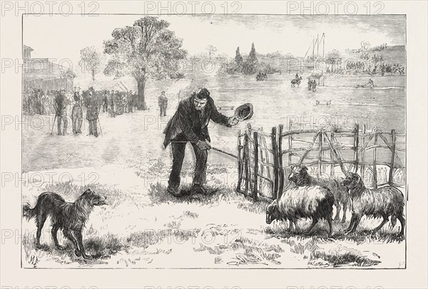 THE COLLIE DOG TRIALS AT THE ALEXANDRA PALACE,  PENNING THE SHEEP, ENGRAVING 1876, UK, britain, british, europe, united kingdom, great britain, european