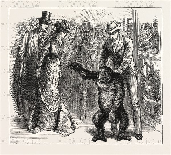 A DISTINGUISHED VISITOR AT LIVERPOOL, THE YOUNG GORILLA HOLDING A RECEPTION IN THE MUSEUM, ENGRAVING 1876, UK, britain, british, europe, united kingdom, great britain, european